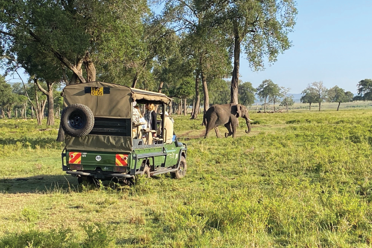 Elephant Safari