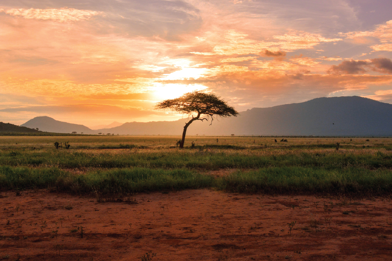 RLF-Kenya-Partners-Tree