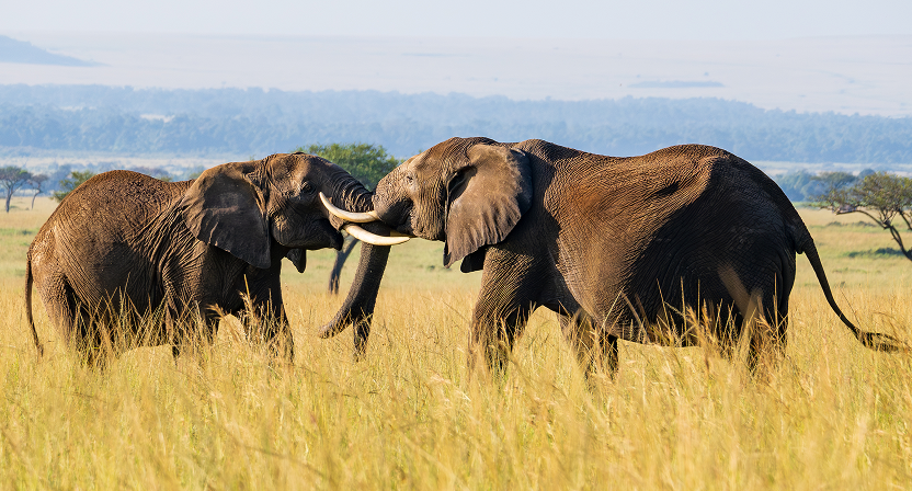 wildlife-protection