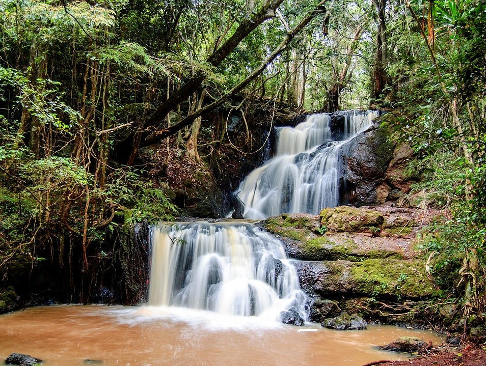 Karura Forest - All You SHOULD Know Before Going (2026 Reviews)