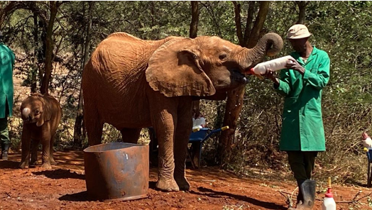 Sheldrick